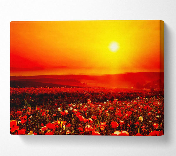 Poppy Field Mist