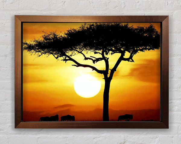 African Safari Tree In Sunlight