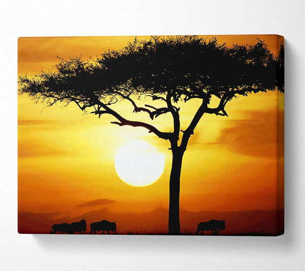 African Safari Tree In Sunlight