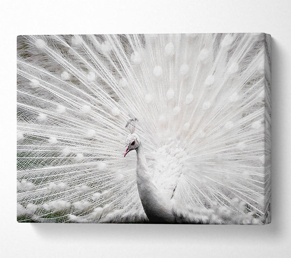 White Peacock