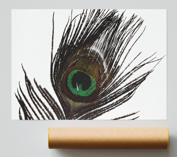 Peacock Eye Feather