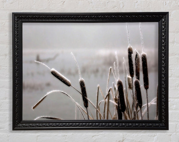 Frosted Cattails