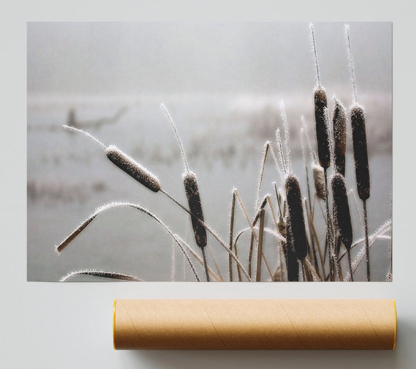 Frosted Cattails