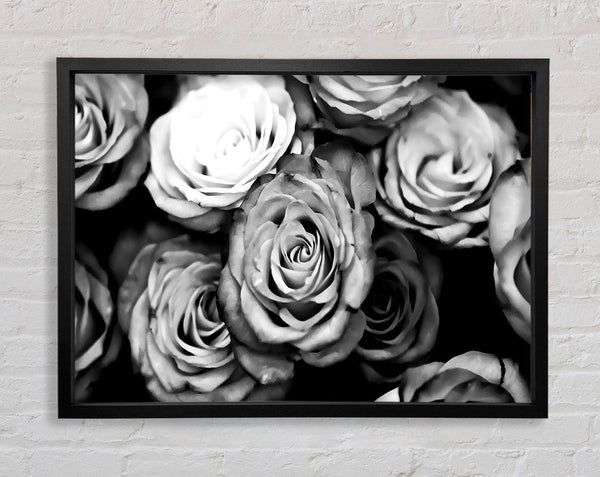 Roses Black And White