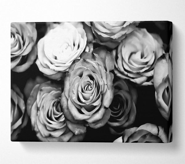 Roses Black And White