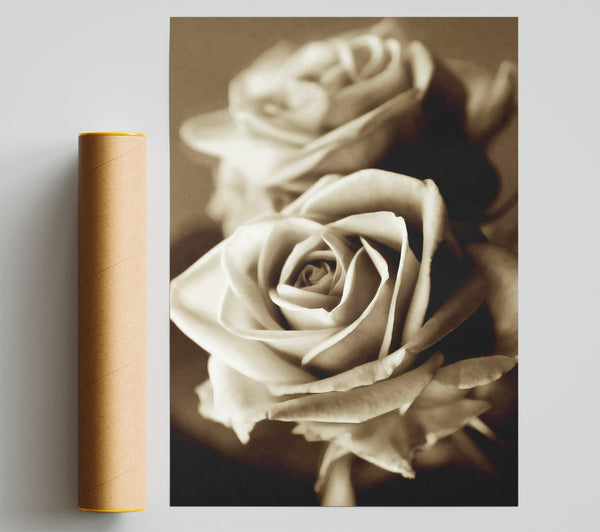 Sunning Sepia Roses