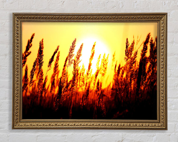 Beautiful Sun Rise Reeds