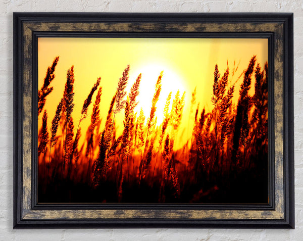 Beautiful Sun Rise Reeds