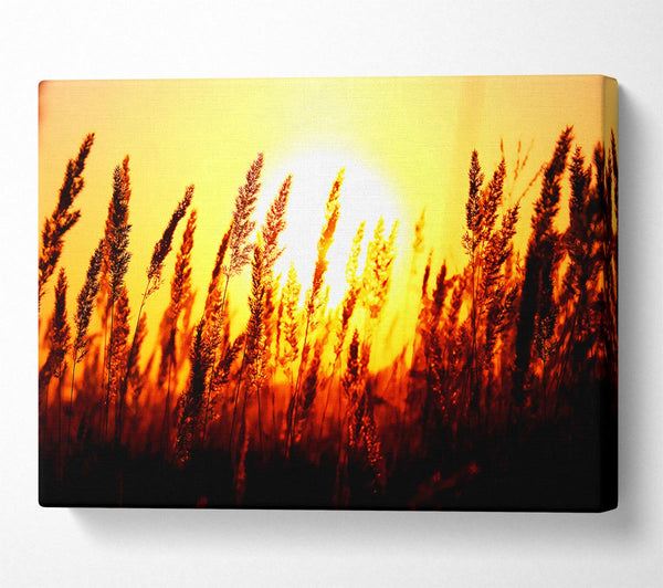 Beautiful Sun Rise Reeds