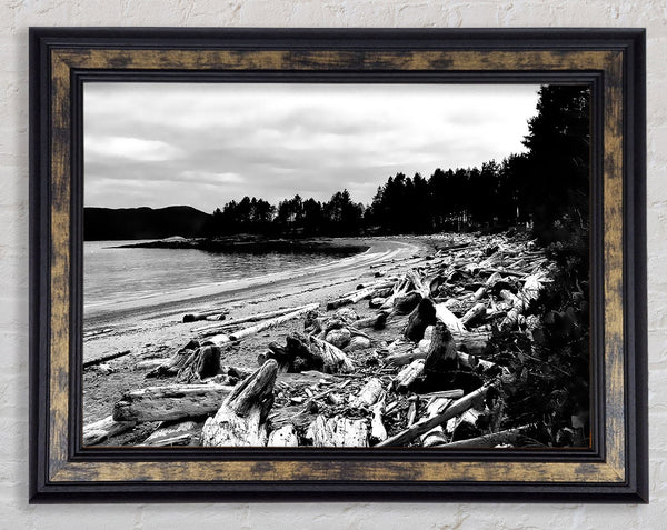 Black And White Driftwood Ocean