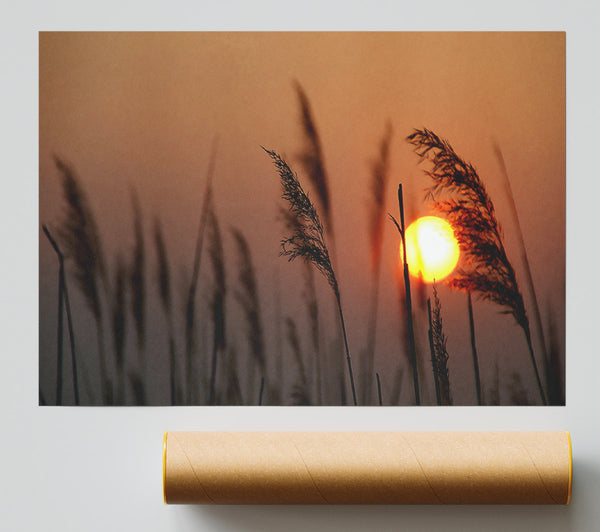 Reed Silhouette At Sunset