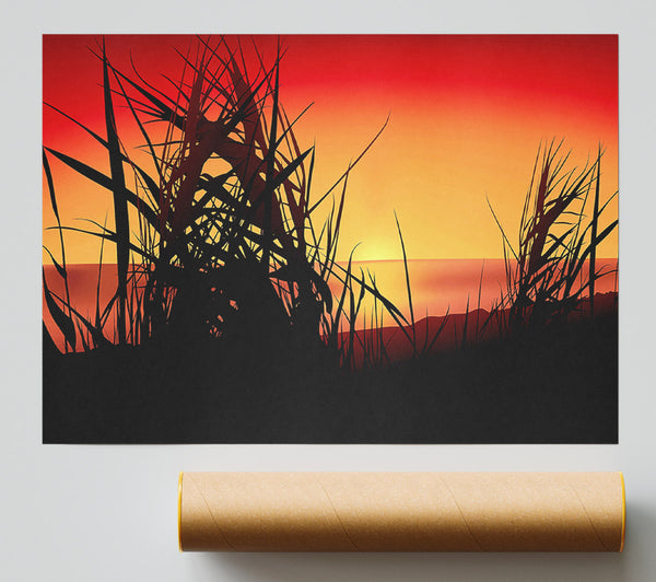 The Sunset Reeds