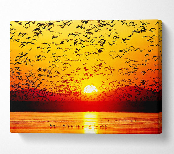 The Birds In The Golden Sunset