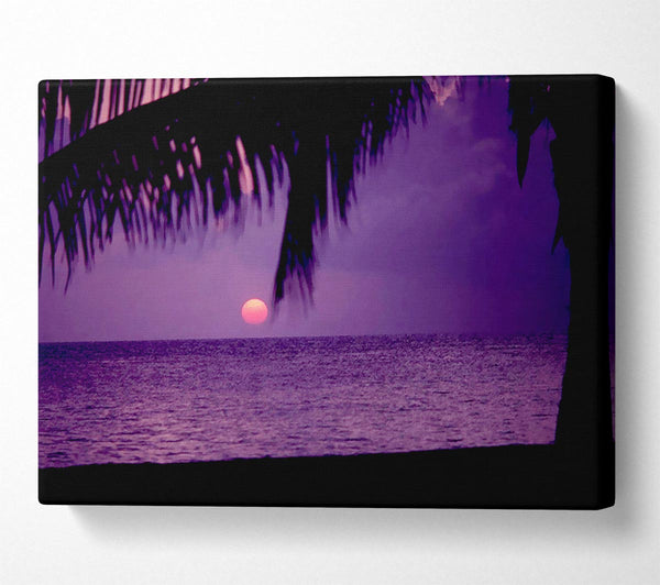 Sun Down Palm Purple