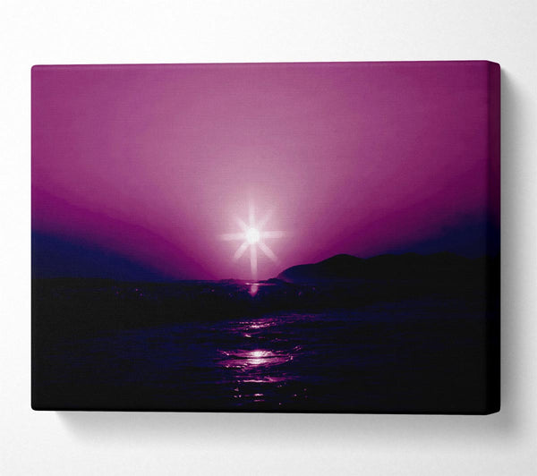 Sunstar Purple