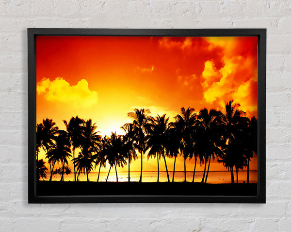 Orange Palm Tree Sunset