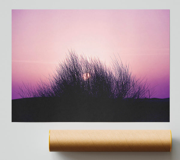 The Sun Reeds Pink