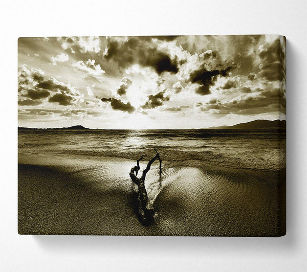 Driftwood Sepia