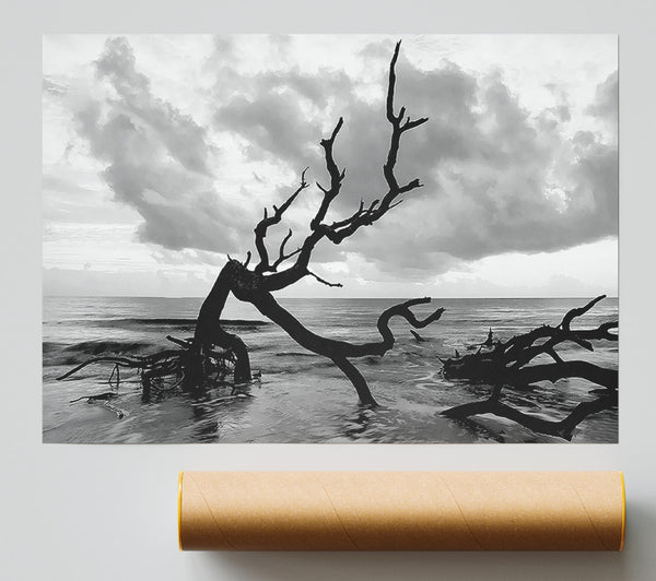 Ocean Driftwood B N W