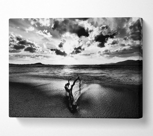 Driftwood B n W