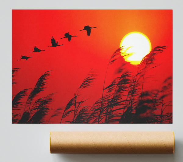 Geese In Flight Under The Red Sun