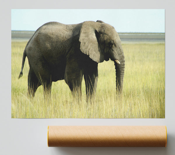 African Elephant Namibia