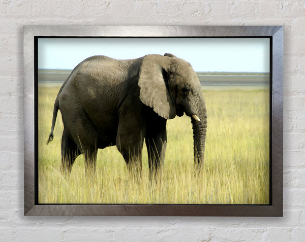 African Elephant Namibia