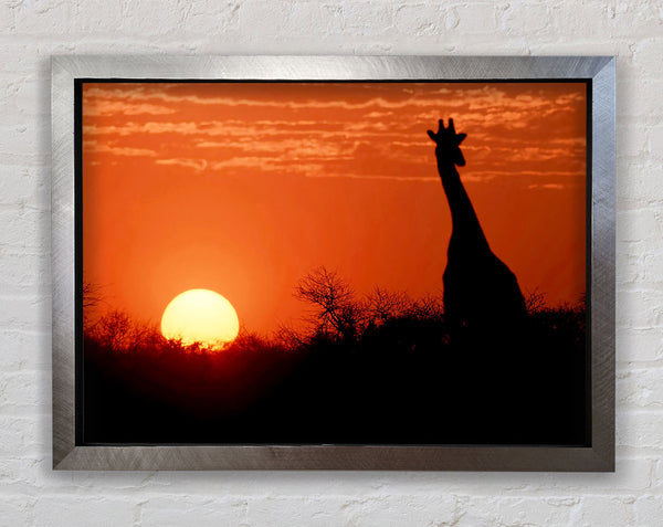 African Sunset Giraffe