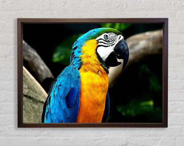 Amazing Parrot