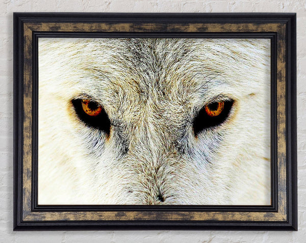 Arctic Wolf Eyes