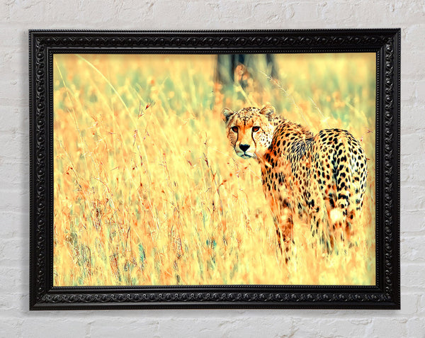 Beautiful Cheetah