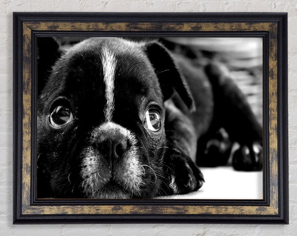 Black French Bulldog Puppy