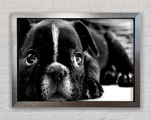 Black French Bulldog Puppy