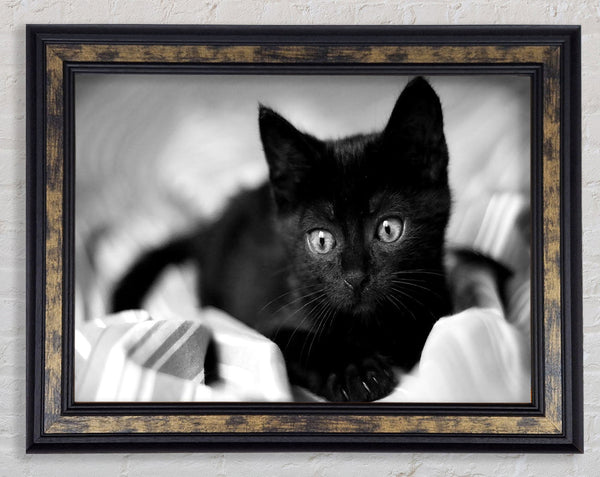 Black Kitten