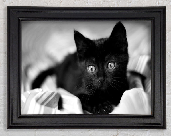 Black Kitten