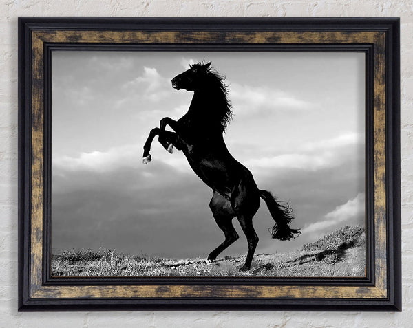 Black Wild Stallion