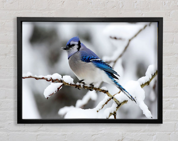 Blue Tit Winter