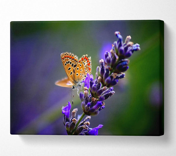 Butterfly On Lavender Flower