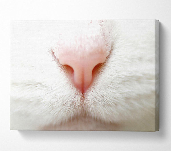 Cat Nose 2