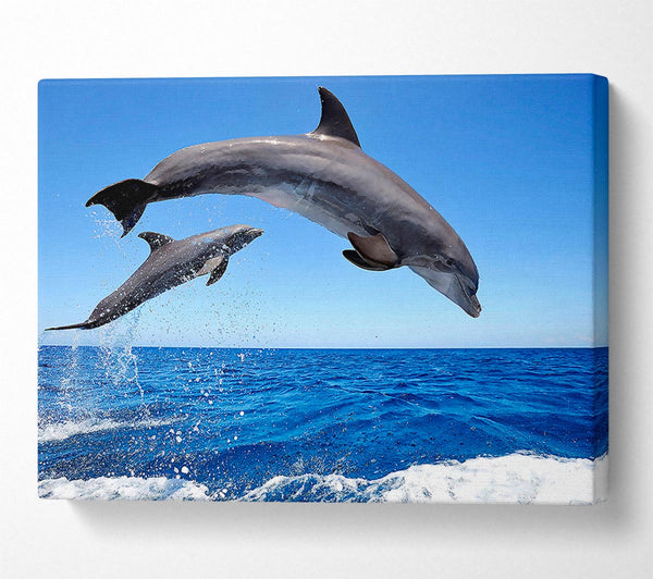 Common Bottlenose Dolphins