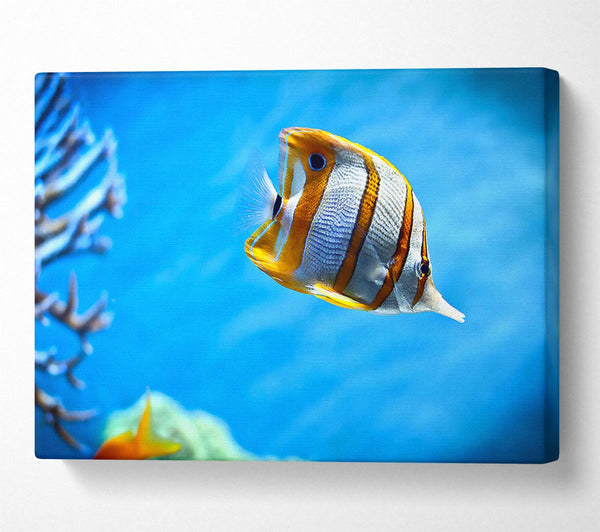 Copperband Butterfly Fish