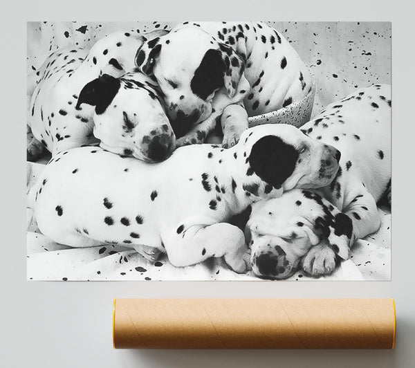 Dalmatian Puppies In Dreamland