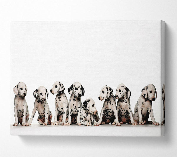 Dalmatian Puppy Fun