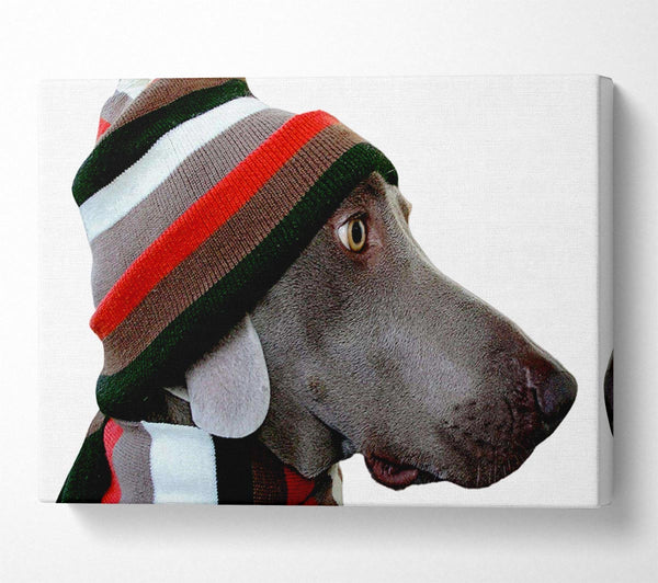 Dog Funny Hat