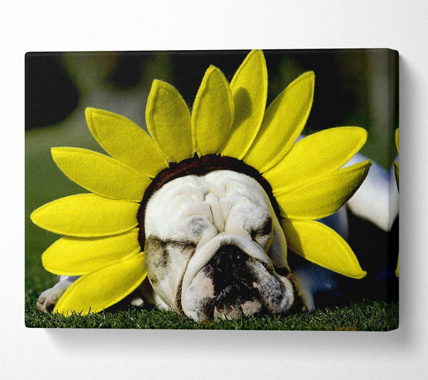 Dog Sunflower Hat