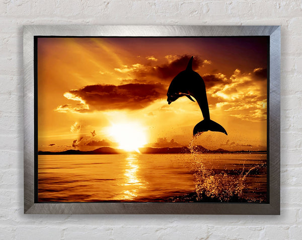 Dolphin Sunset