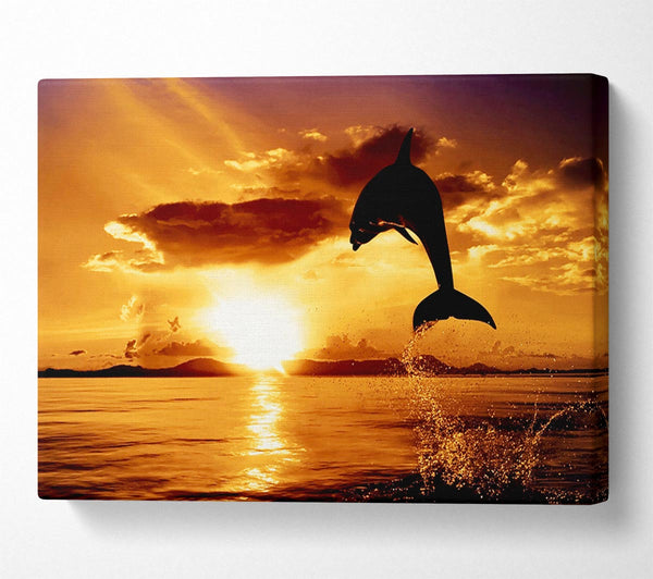 Dolphin Sunset