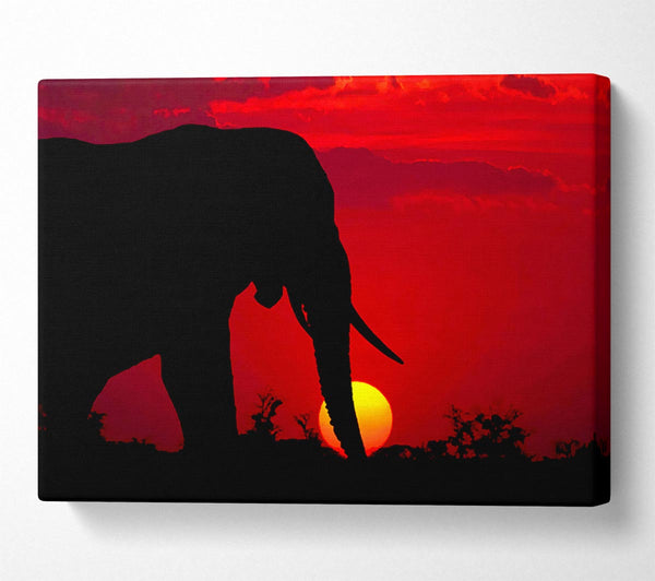 Elephant At Sundown