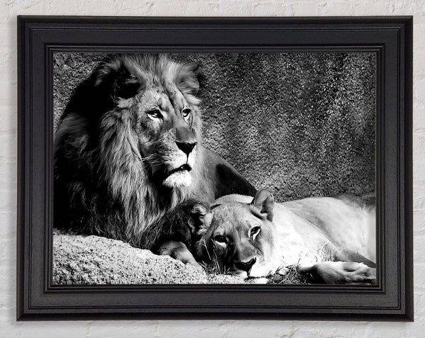 Lion Family Bond