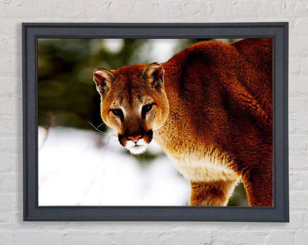 Florida Panther In The Snow